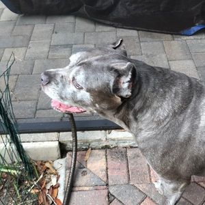 Meet your Posher, Harriet